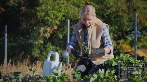 Active young woman planting strawberries on a vegetable garden. Active lifestyle in the village — Stockvideo