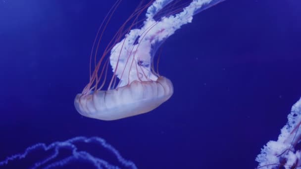 Медузы медленно плавают в глубинах воды на темно-синем фоне. — стоковое видео