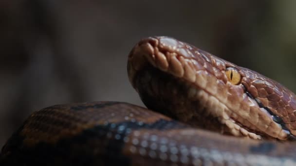 Een grote gereconditioneerde python opgekruld in een ring, ligt in de takken van een boom. Close-up opname — Stockvideo