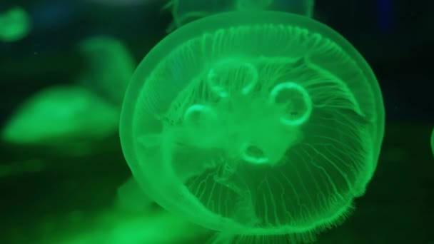 Vihreän valon valaisema meduusa — kuvapankkivideo