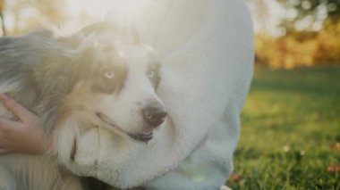 Sahibi nazikçe köpeğini güneşte okşar. Parktaki çimlerin üzerinde bir evcil hayvanın yanında oturuyor.