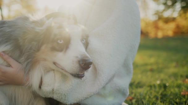 Majitel jemně hladí svého psa na slunci. Sedí vedle mazlíčka na trávě v parku — Stock video