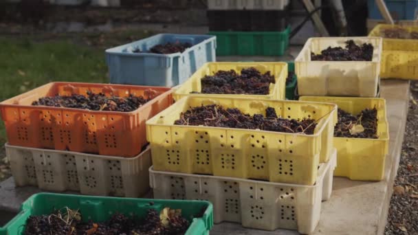 Flera lådor med röda druvor - råvaror för vinproduktion — Stockvideo