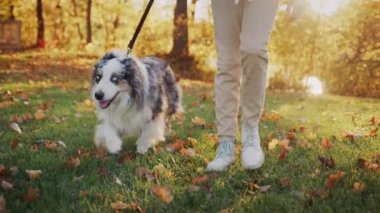 Sahibi köpeğiyle yürür, evcil hayvan onun yanında tasmayla yürür. Steadicam takip atışı