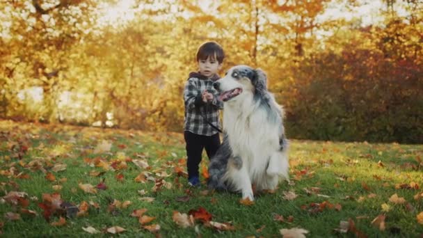 Kleine asiatische Junge auf einem Spaziergang mit einem großen Hund — Stockvideo