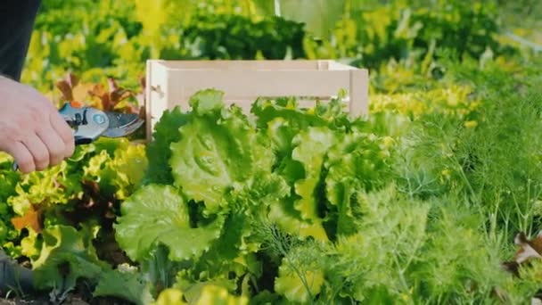 Mann schneidet Salatblätter ab und legt sie in Schublade — Stockvideo