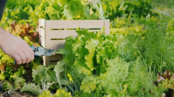 Agricoltore taglia succose foglie di lattuga verde e lo mette in un cassetto — Video Stock