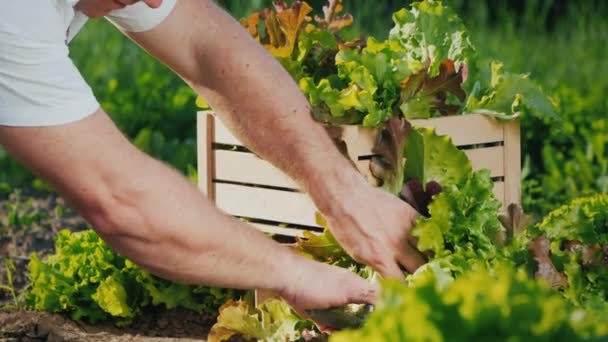 Mãos de agricultores cortam as folhas de alface suculenta, colhendo — Vídeo de Stock