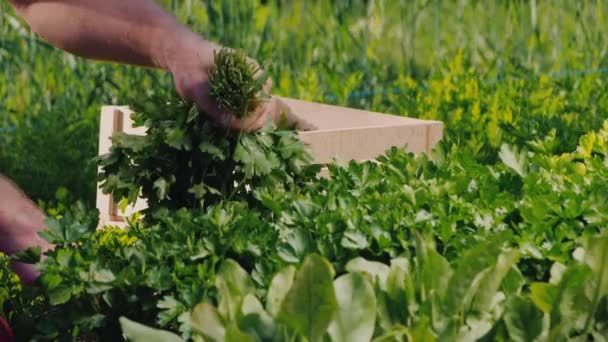 Agricultor corta salsa e verduras em sua cama — Vídeo de Stock
