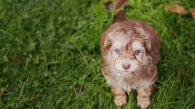 Yeşil çimenlerin arka planında sevimli mavi gözlü bir köpeğin portresi