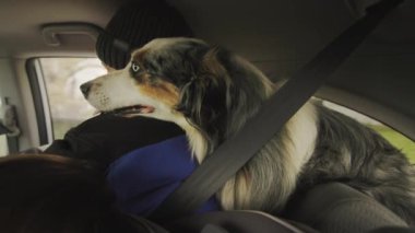 Komik bir köpek bir arabanın bagajına girer, kafasını bir yolcunun omzuna koyar..