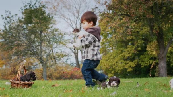 Divertido niño pone cachorros en una cesta, juega con mascotas en el parque — Vídeo de stock