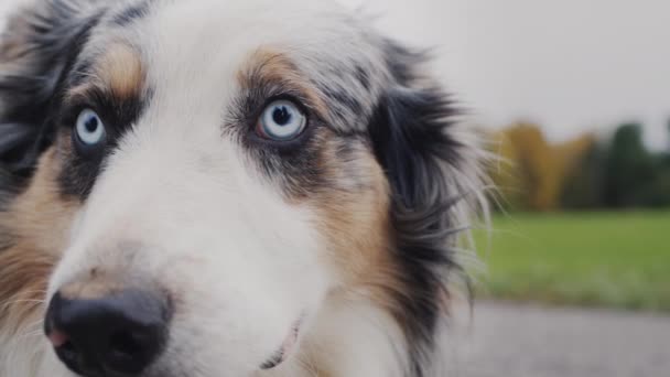 Mavi gözlü, gülümseyen çoban köpeği portresi — Stok video