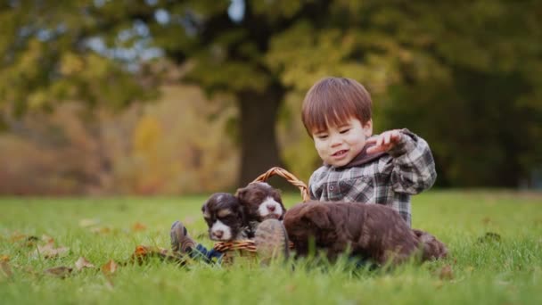 Aziatisch peuter spelen met puppies in het park — Stockvideo