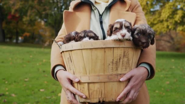 A woman holds a basket full of cute little puppies — Stock Video
