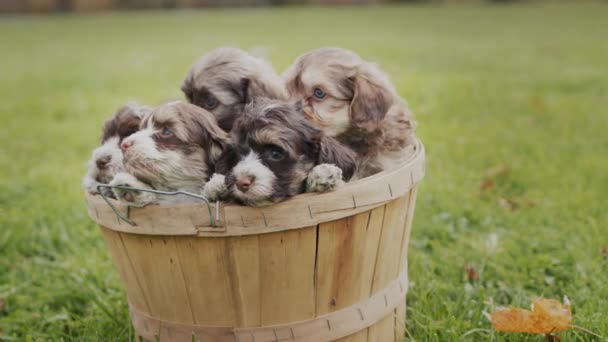 Houten mandje met schattige pups op het gras — Stockvideo