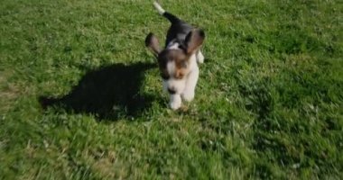 Küçük bir köpek yavrusu çimlere atlıyor.