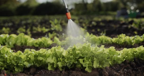 A jet of liquid is sprayed over a bed of lettuce, applying fertilizers or hyrbicides concept — Stock Video