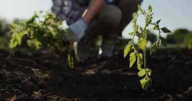 Bir çiftçi yatağına domates tohumu eker. Eldivenli eller çerçevede görünür..