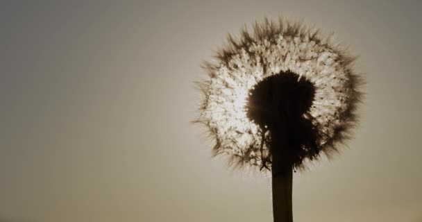 Against the background of the setting sun, the seeds are blown off the dandelion — Stock Video