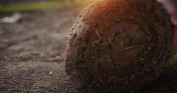 Slider shot: Hands roll out a roll of green natural lawn at sunset — Stock Video