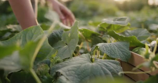 De boer oogst komkommers in zijn veld, doet groenten in een doos — Stockvideo