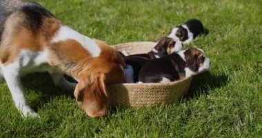 Şefkatli bir av köpeği yavrularını yalıyor..