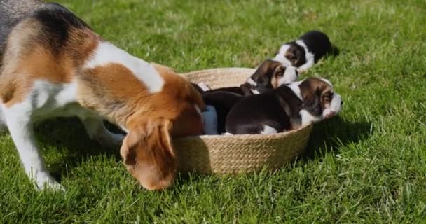 Välittävä beagle koira nuolee pentujaan. — kuvapankkivideo