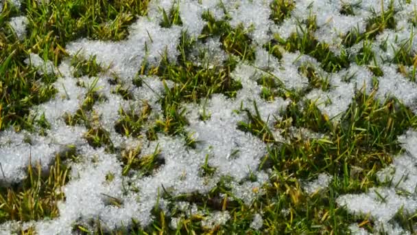 Sneeuw smelt op groen gras. De komst van de lente. Tijdsverloop video — Stockvideo