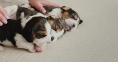 Kadın iki küçük kör köpek yavrusunu okşadı.