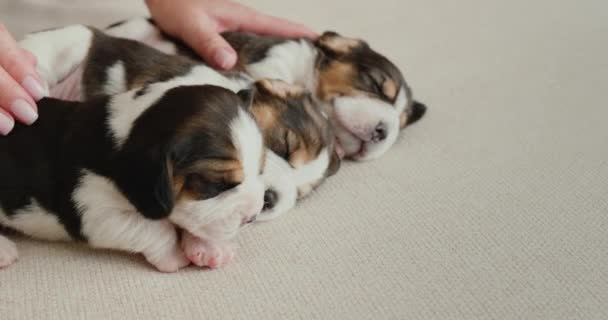 Femme caresse deux petits chiots encore aveugles beagle — Video