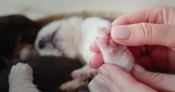 Propietario de mascotas sostiene un cachorro beagle dormido por sus pequeñas patas traseras. — Vídeos de Stock