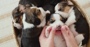Kadın küçük uykulu bir köpek yavrusuyla oynuyor.