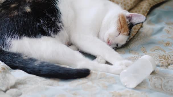 Η γάτα είναι ξαπλωμένη στο κρεβάτι κοντά στο μπουκάλι με υπνωτικά χάπια. Έννοια της αϋπνίας — Αρχείο Βίντεο