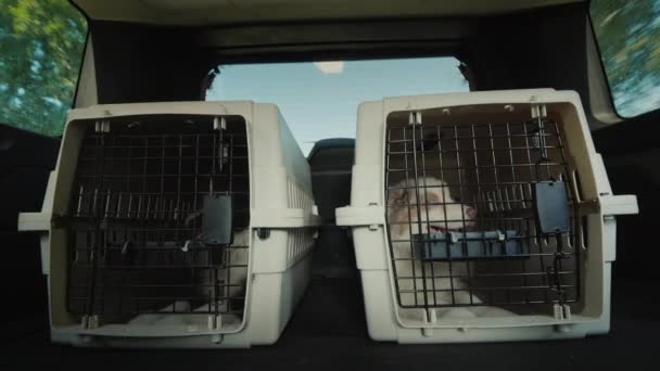 Duas gaiolas com cachorros no porta-malas de um SUV. Transporte e entrega de animais de estimação — Vídeo de Stock