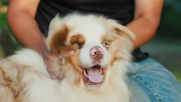 Hondeneigenaar speelt met zijn Australische herder — Stockvideo