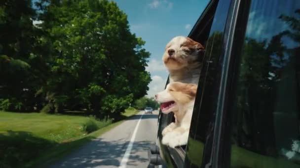 Летняя поездка в Америку. Две милые собаки выглядывают из окна машины — стоковое видео