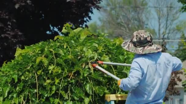 Ügyes kertész férfi nagy metsző ágakkal a parkban — Stock videók