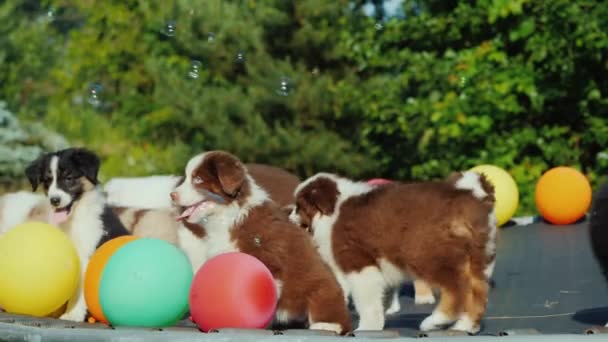 Розважаючись з домашніми тваринами собаки бігають навколо батута біля повітряних куль, мильні бульбашки літають навколо них — стокове відео