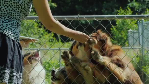 A woman feeds her Australian Shepherd dogs delicious pieces of food — Stock Video