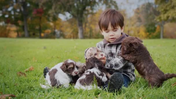 可爱的亚洲幼儿坐在草地上，与几只小狗玩耍 — 图库视频影像
