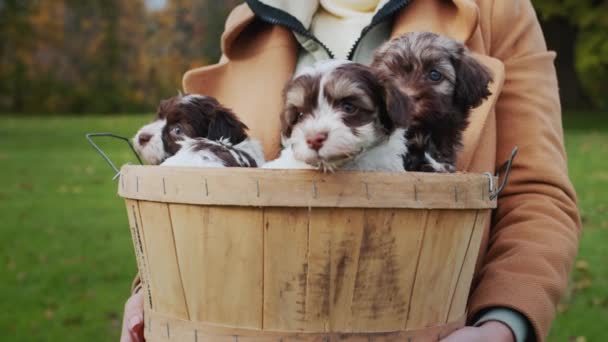 El propietario guarda una cesta de madera en cachorros pequeños — Vídeo de stock