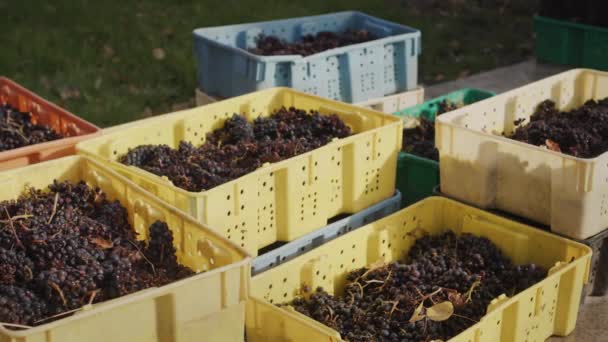 Meerdere dozen rode druiven - grondstoffen voor de wijnproductie — Stockvideo