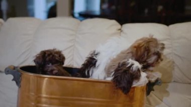 Noel için beklenmedik bir hediye. Bir sepet şirin köpek yavrusu.