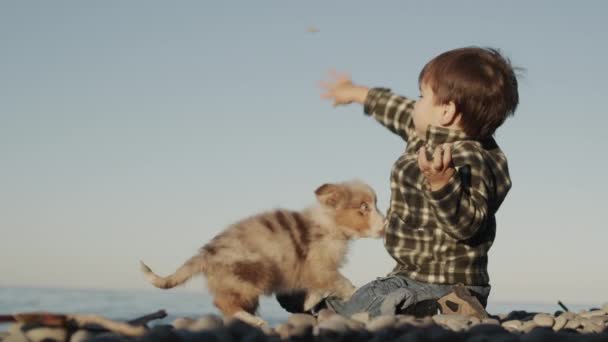 Δύο ετών, το παιδί παίζει στην παραλία, ένα μικρό κουτάβι κολλάει πάνω του με παιχνίδια, προσπαθεί να γλείψει και να φιλήσει το αγόρι — Αρχείο Βίντεο