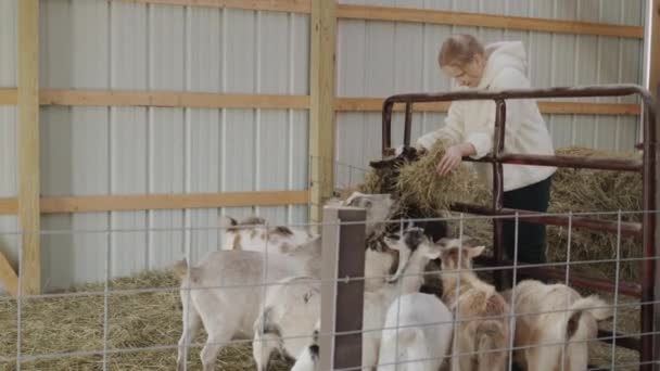Трудолюбивый ребенок кормит коз в сарае, дает им связки сена — стоковое видео