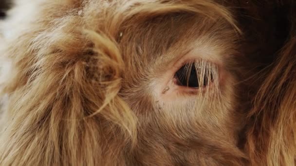 Het kipplan van de stier, het oog als op de bruine pluizige mat kijkt in de camera — Stockvideo