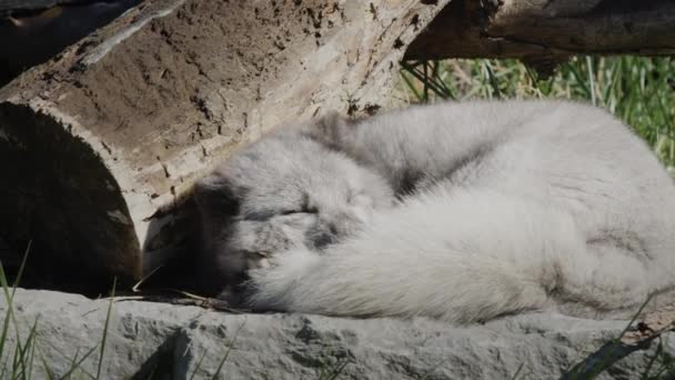 Арктическая лиса спит, ухватившись за пушистый хвост — стоковое видео