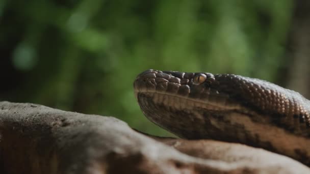 Close-up shot: Het hoofd van een grote gereconstrueerde python op een boomtak. Steekt tong uit — Stockvideo