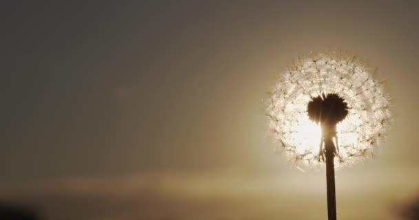 As sementes de dente-de-leão voam nos raios do sol poente — Vídeo de Stock